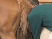 Horse porn of mare getting fucked by man